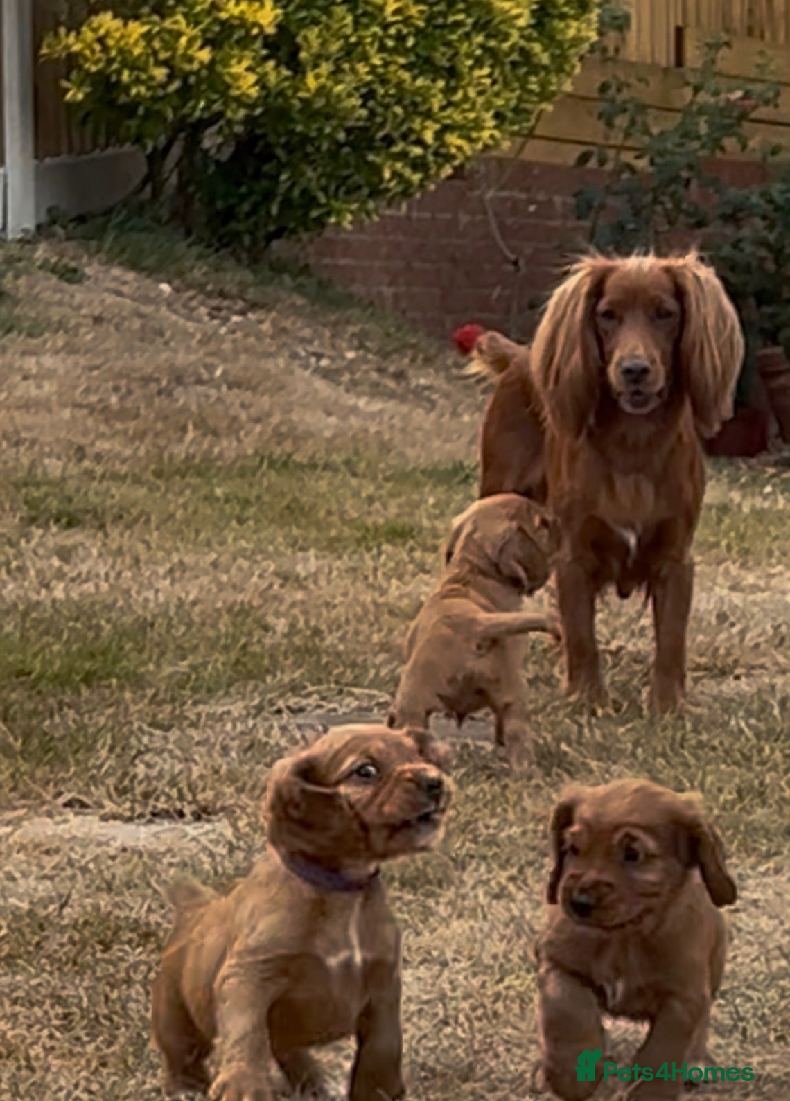 Cocker Spaniel dogs Red Working Cocker Spaniels - Advert 2