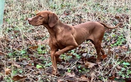 Hungarian Vizsla dogs for sale: Hungarian Vizsla Puppies - Outstanding Pedigree  - Advert 18