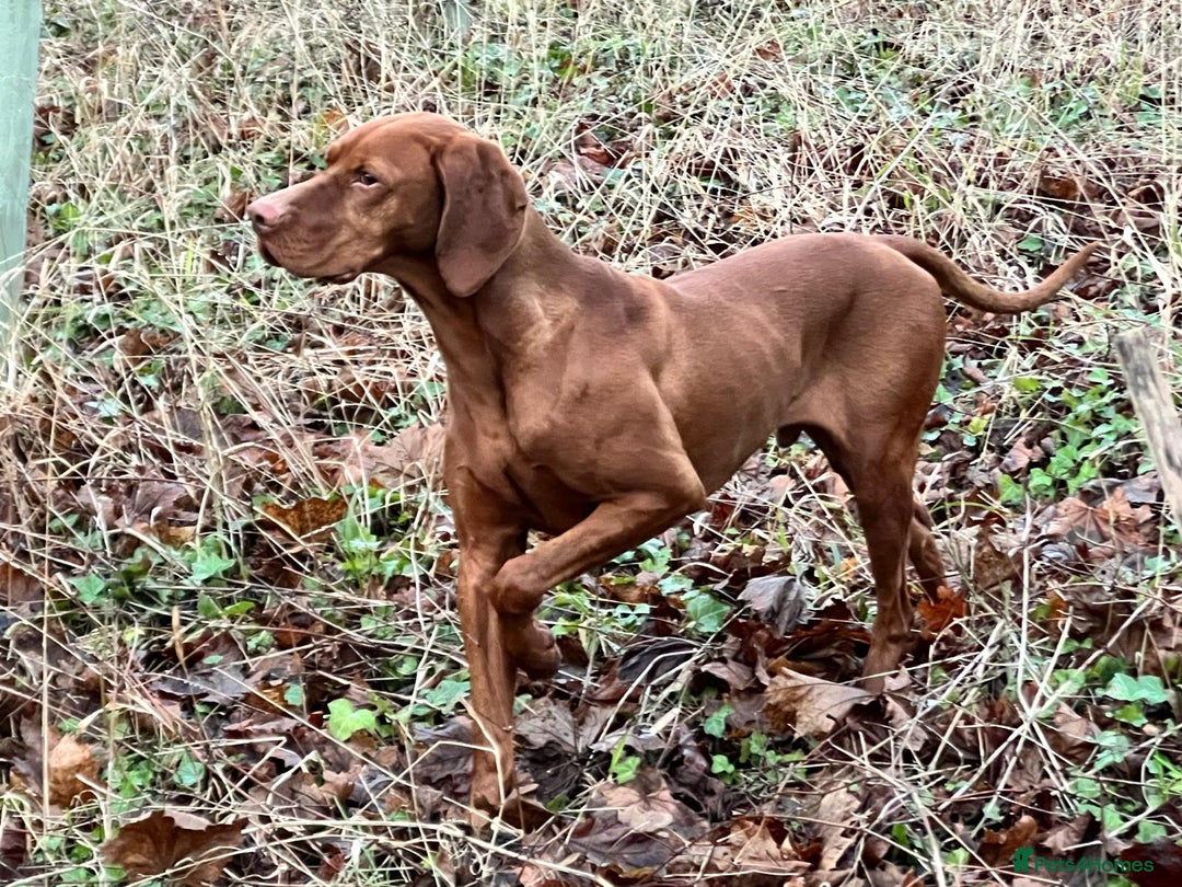 Hungarian Vizsla dogs for sale: Hungarian Vizsla Puppies - Outstanding Pedigree  - Advert 18