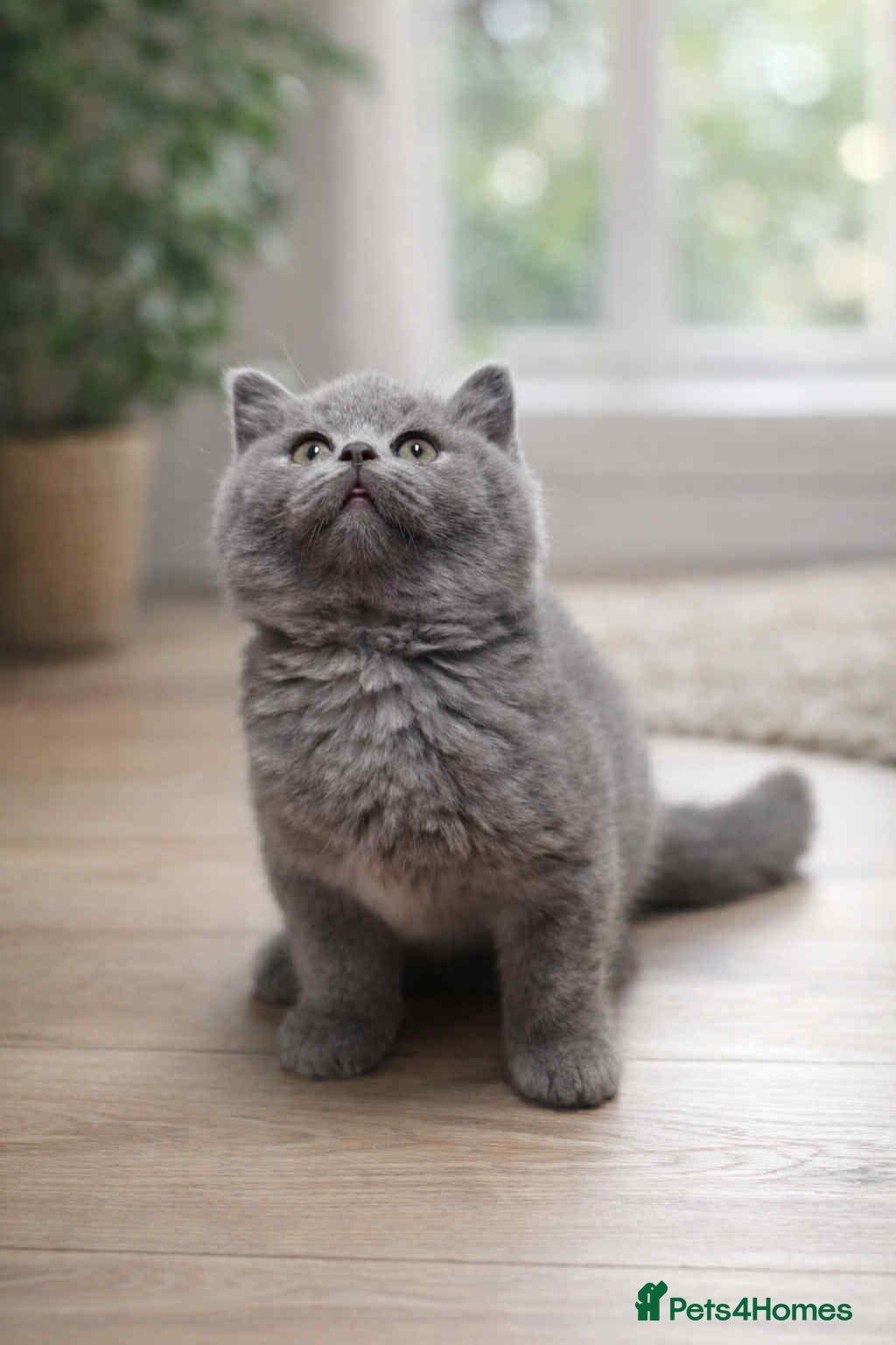 British Shorthair cats 🐾💙 Meet our little gentleman! 💙🐾 - Advert 7