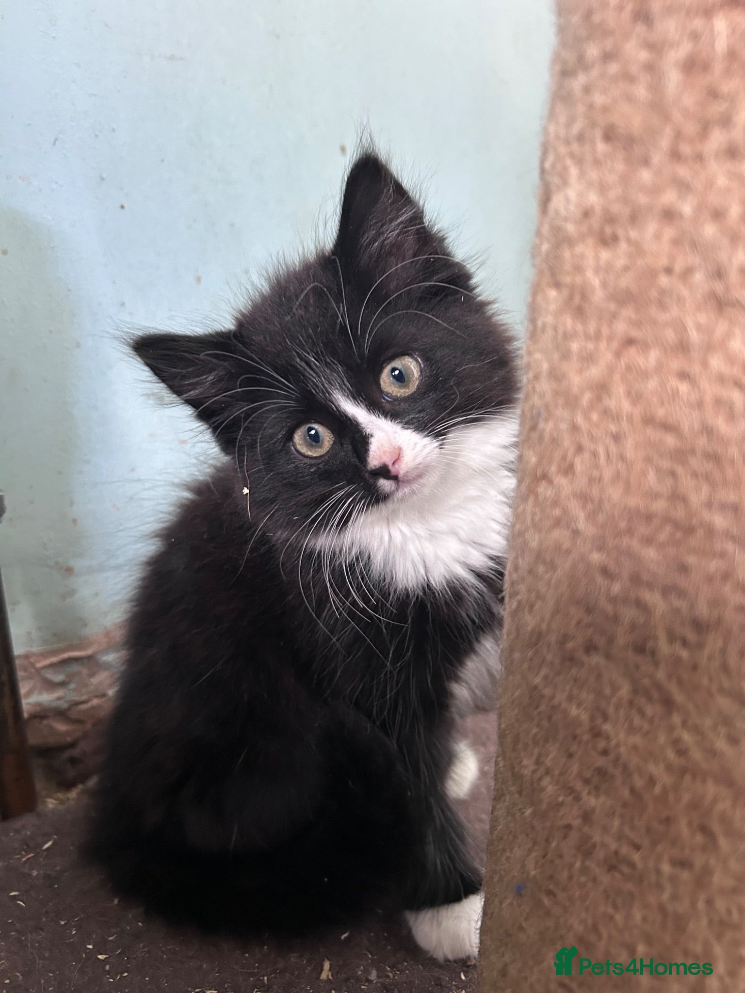 Mixed Breed cats Seven beautiful kittens  - Advert 1