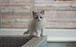 Ragdoll cats for sale: 🐈✨ Tica Registered Ragdoll Kittens in Tamworth - Image 16