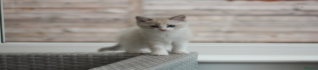 Jaffa 🤍