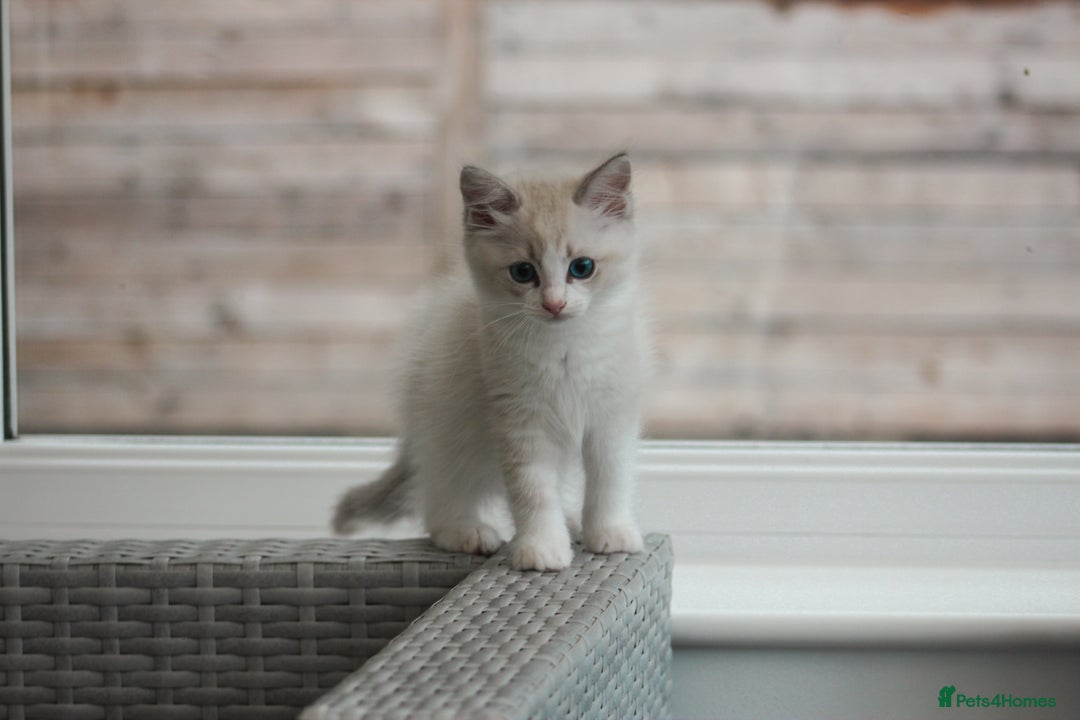 Ragdoll cats for sale: 🐈✨ Tica Registered Ragdoll Kittens in Tamworth - Image 16