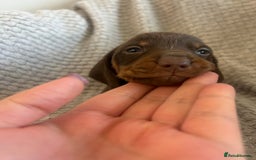 Dachshund dogs for sale: Puppies - Image 5