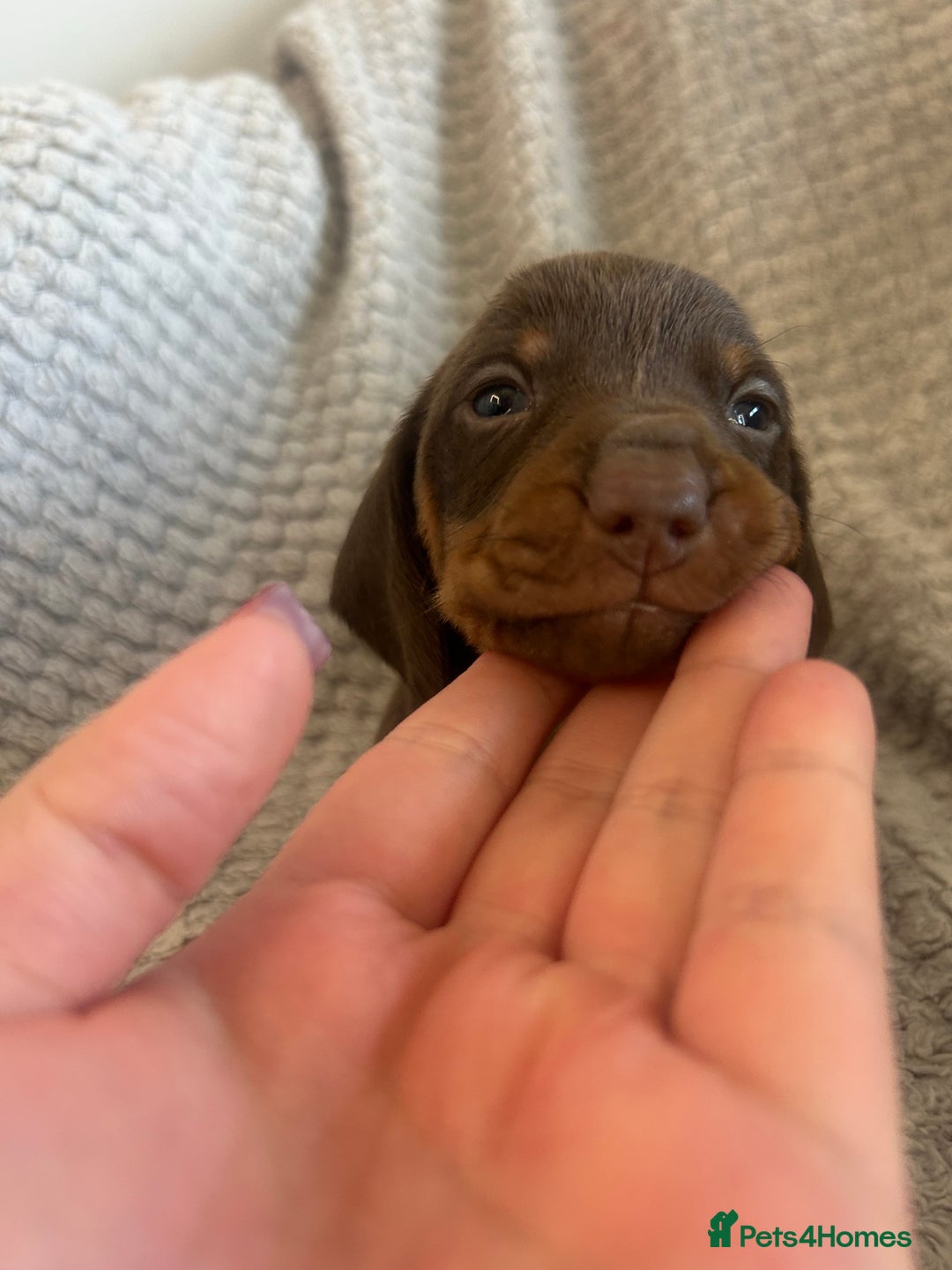 Dachshund dogs for sale: Puppies - Image 5