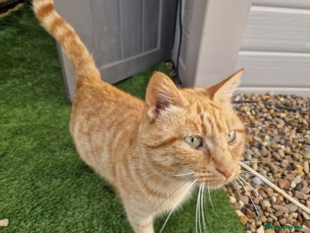 Mixed Breed cats for sale: Beautiful kittens - Image 10