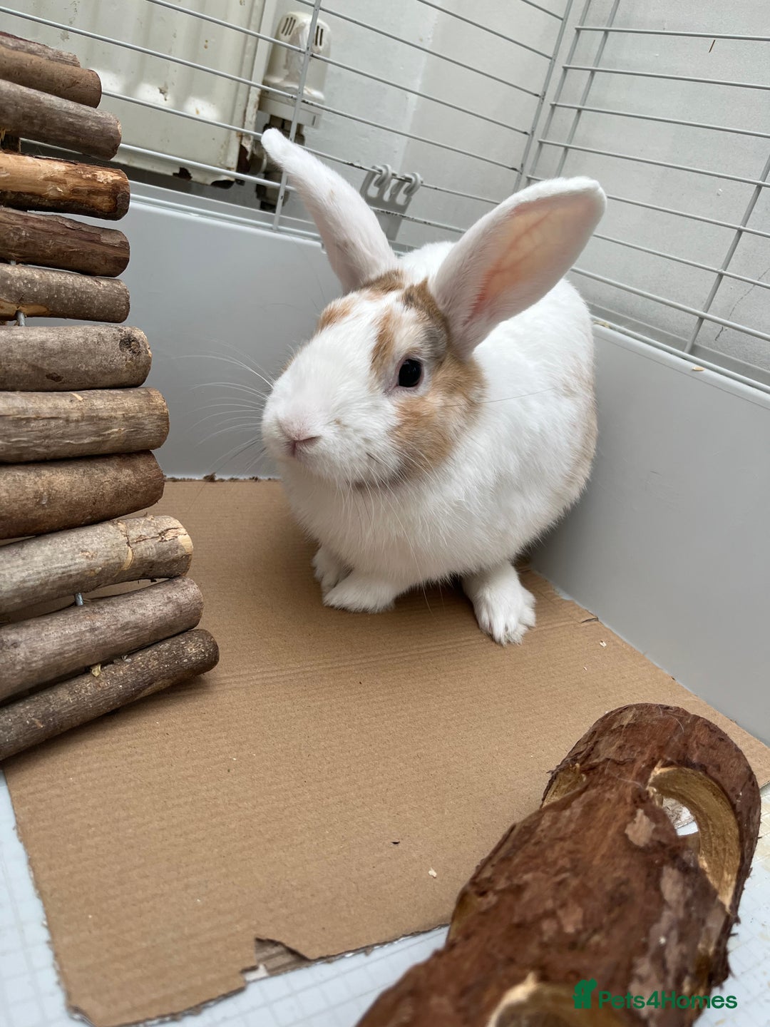 Mixed Breed rabbits for sale: Name caspa - Image 2