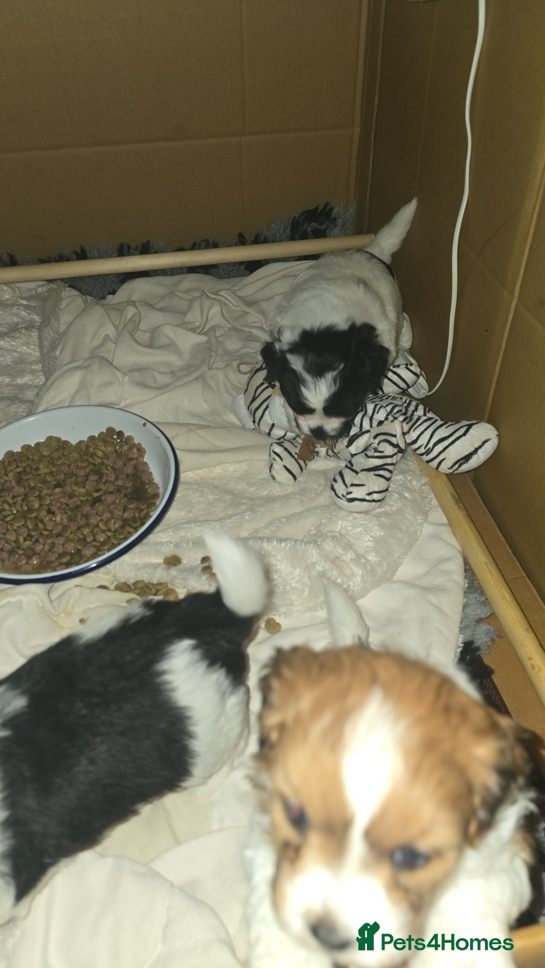Mixed Breed dogs for sale: Beautiful litter of pomshis  - Advert 12