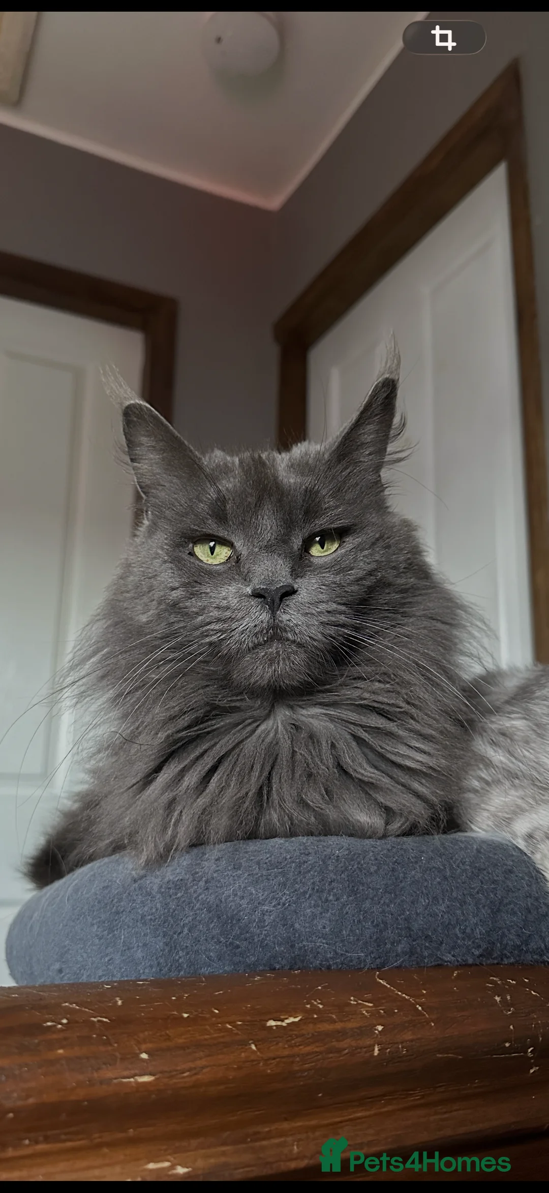 Maine Coon cats for sale: Maine Coons with Tests, Papers, Vet Checks & Vacc. - Advert 2