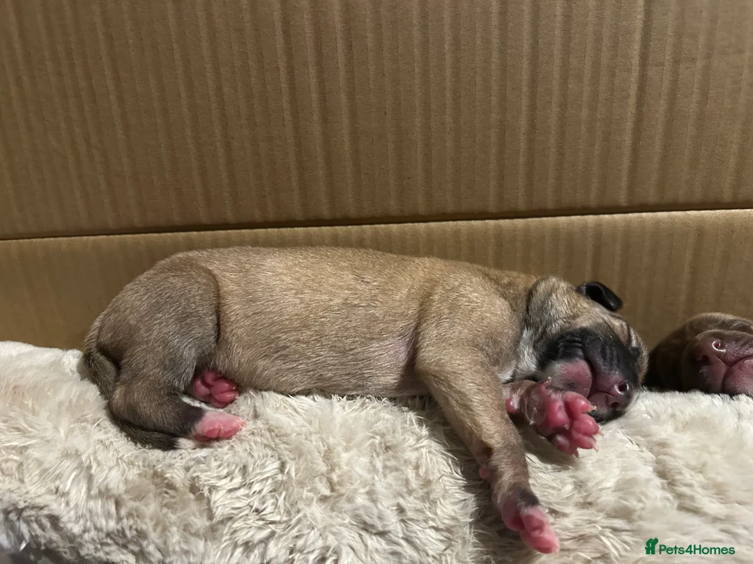 Mixed Breed dogs for sale: Bull Greyhounds (Lurchers) - Advert 20