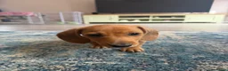 Miniature Dachshund dogs for sale: Beautiful Miniature Dachshund Puppies  - Advert 2