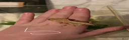 Gecko reptiles for sale: 5 stunning crested geckos from 3 months old - Advert 8