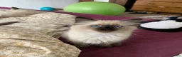 Ragdoll cats for sale: Ragdoll Kittens in Boncath - Advert 16