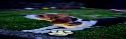 Beagle dogs for sale: Beagle for rehoming *FEMALE* - Advert 5