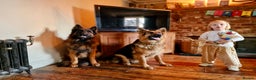 German Shepherd dogs for sale: Puppies - Long hair/Straight back German Shepherd - Advert 5