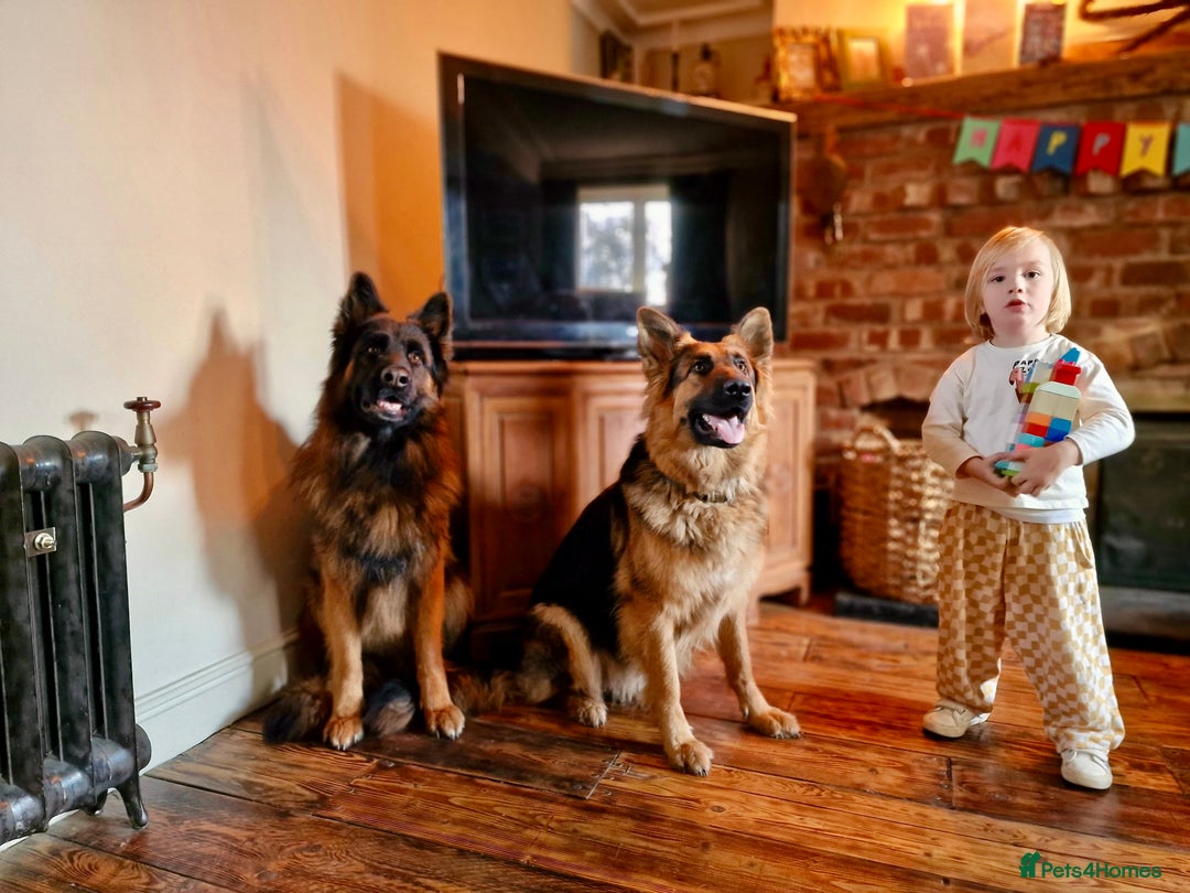 German Shepherd dogs for sale: Puppies - Long hair/Straight back German Shepherd - Advert 5