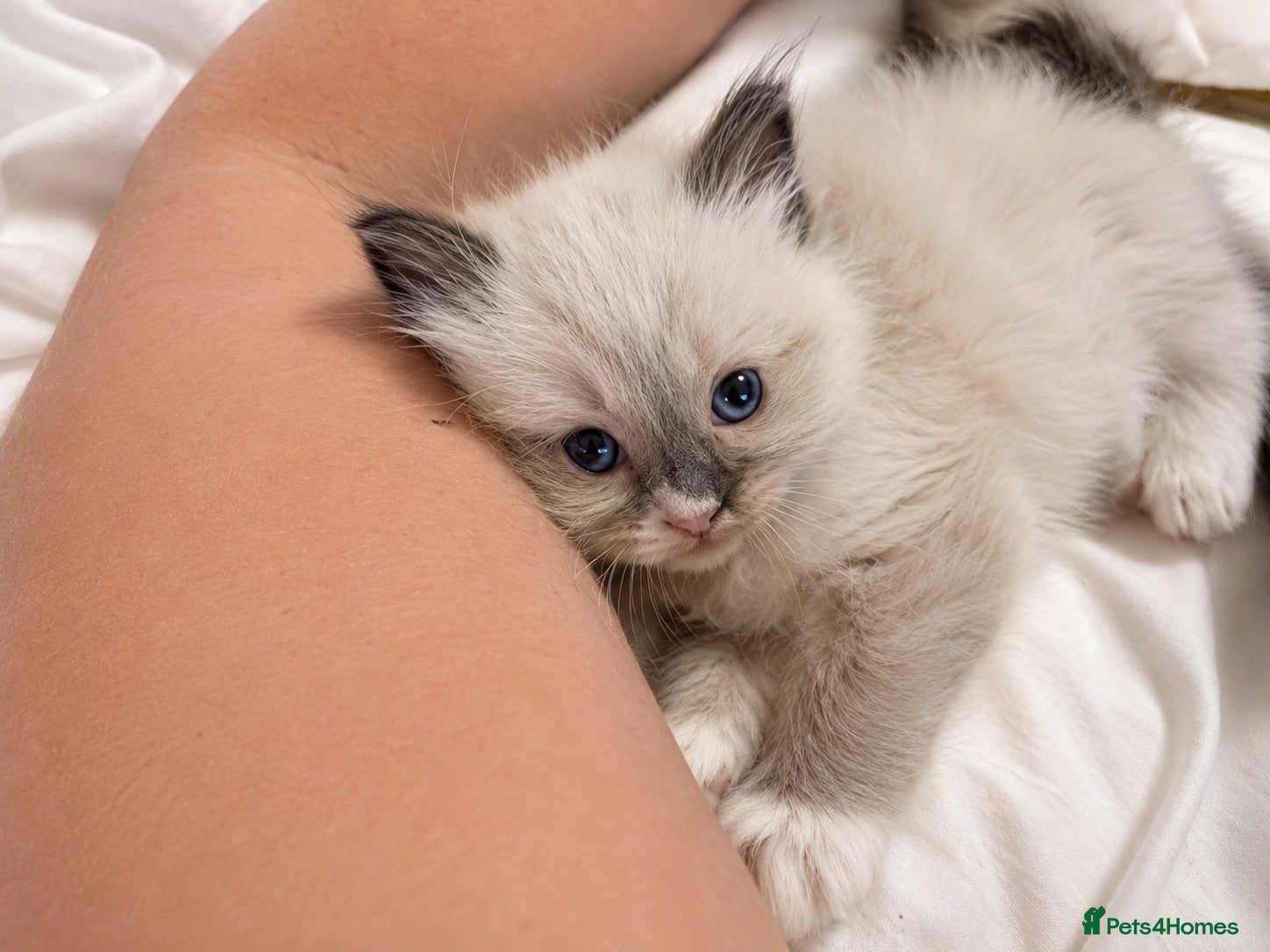 Ragdoll cats  🐾 Pure Ragdoll Kittens – The Summer Litter ☀️  - Advert 1