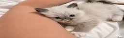 Ragdoll cats for sale:  🐾 Pure Ragdoll Kittens – The Summer Litter ☀️  - Advert 2