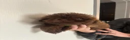 Shih Tzu dogs for sale: 4 gorgeous boys  - Advert 6