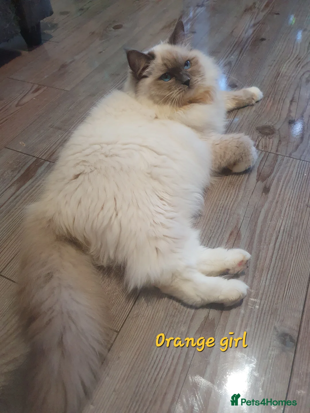 Ragdoll cats for sale: Sweet&Playful ragdolls - Advert 19