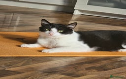 British Shorthair cats for sale: Re homing my friendly cat - Image 4