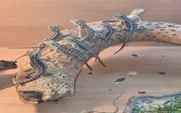 Bearded Dragon reptiles for sale: Baby bearded dragons with tint red 2 for £90 - Image 7