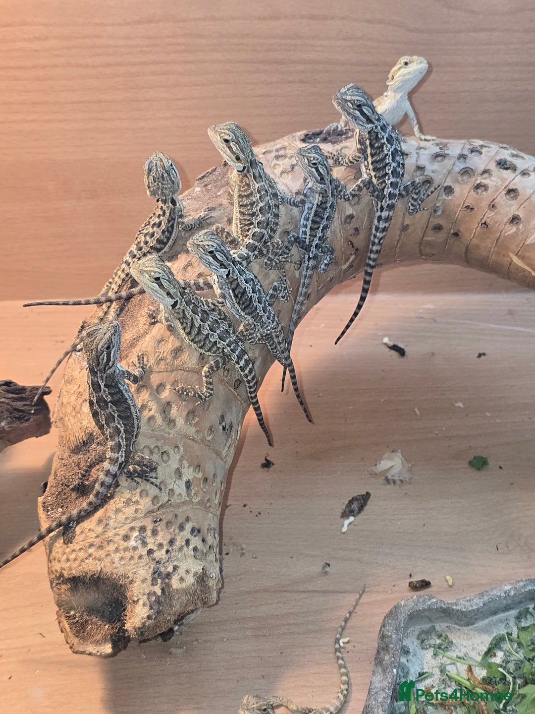 Bearded Dragon reptiles for sale: Baby bearded dragons with tint red 2 for £90 - Image 7