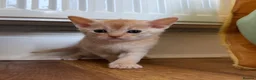 Abyssinian cats for sale: Gorgeous Abyssinian kittens - Advert 14