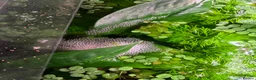 Bettas fish for sale: Betta imbellis pairs for sale - Advert 2