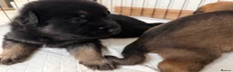 Mixed Breed dogs for sale: Belgian Malinois x German Shepherd Puppies - Advert 10