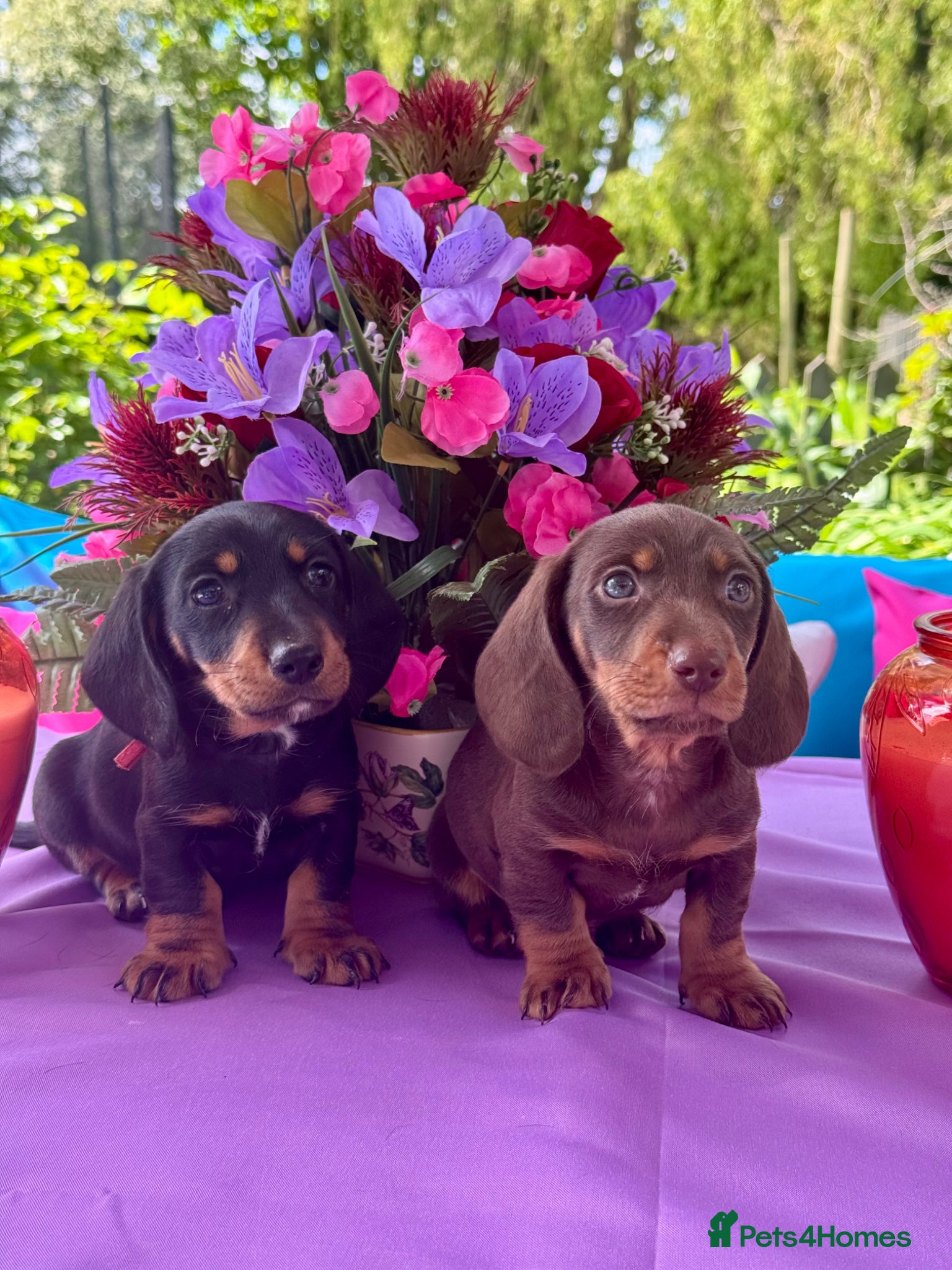 Miniature Dachshund dogs 4 left kc reg dna tested mini dachshund puppies  - Advert 3