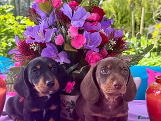Miniature Dachshund dogs 4 left kc reg dna tested mini dachshund puppies - Advert 3