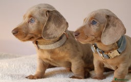 Miniature Dachshund dogs for sale: 🌟5StarsLicense+Holistic+KC+VetCheck+PRAClear - Image 13