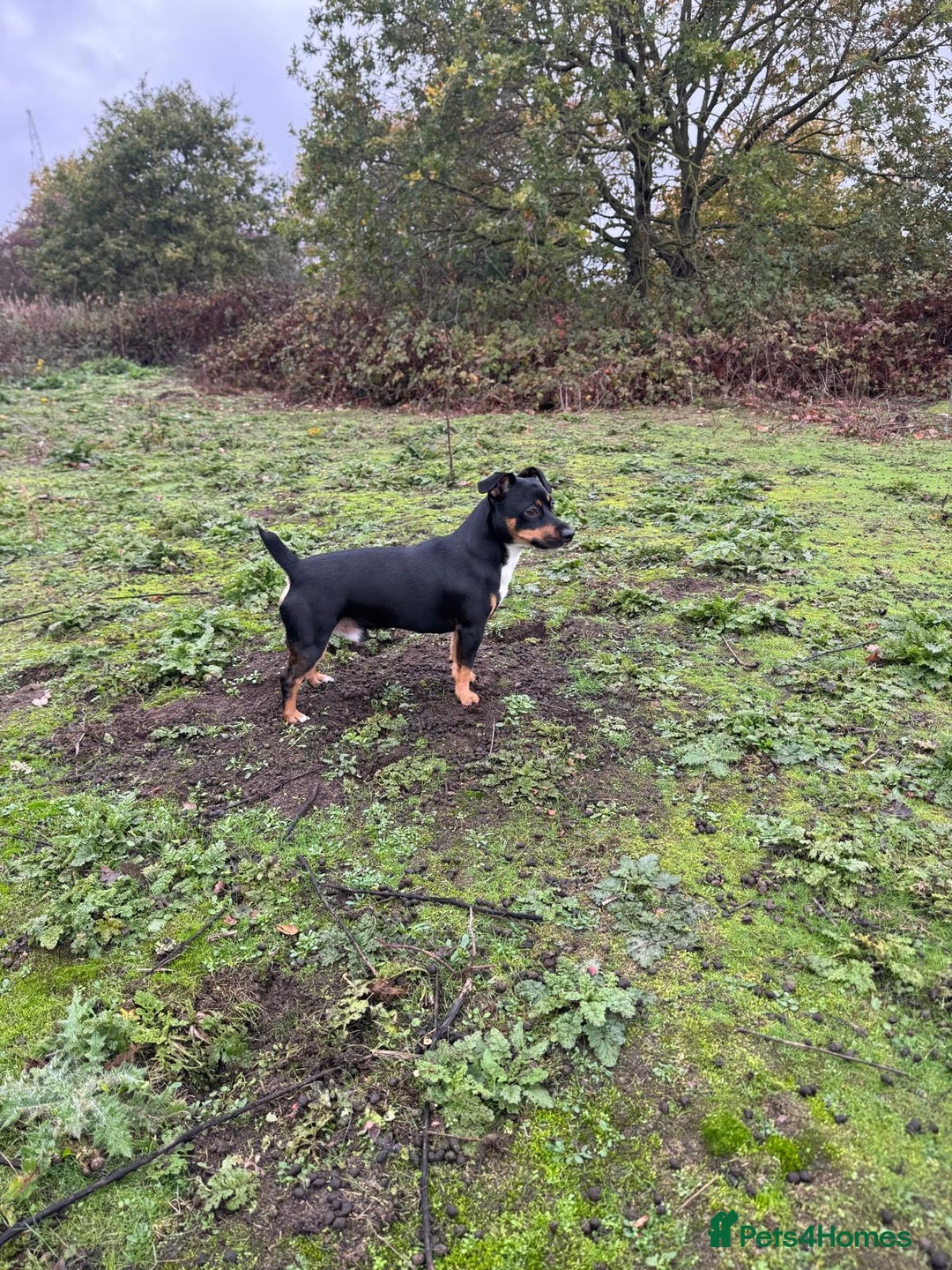 Jack Russell dogs for stud: Denny - Advert 4