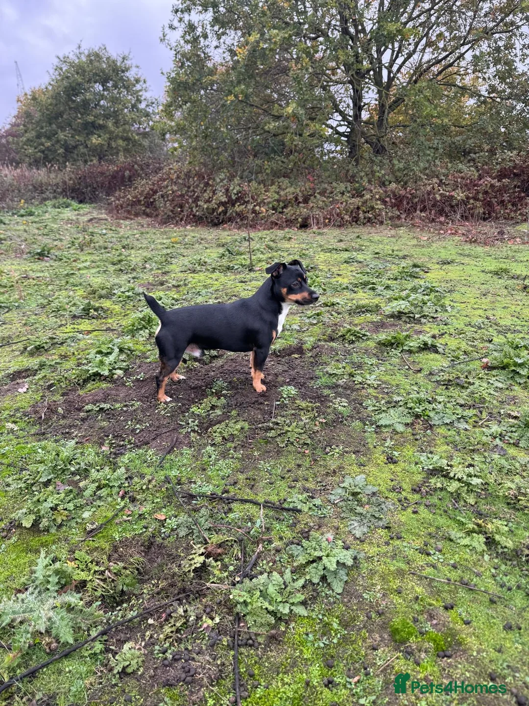 Jack Russell dogs for stud: Denny - Advert 4