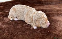 Double Doodle dogs for sale: Stunning Double Doodle Puppies  - Image 32