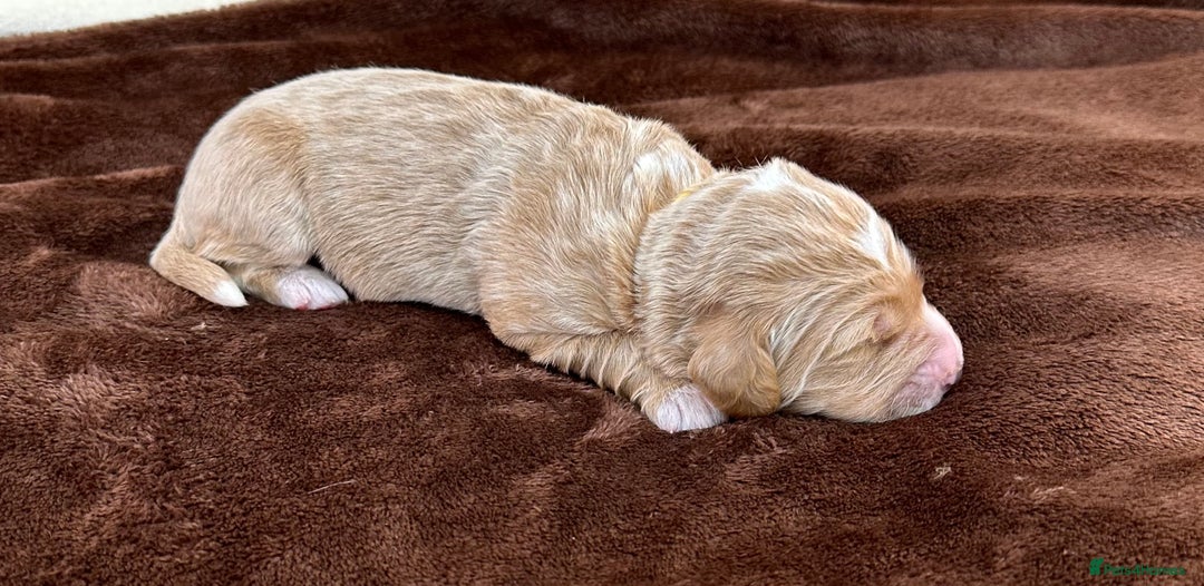 Double Doodle dogs for sale: Stunning Double Doodle Puppies  - Image 32