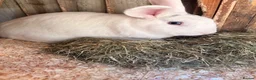 English Lop rabbits for sale: Male white British lop 1 year old.  - Advert 2