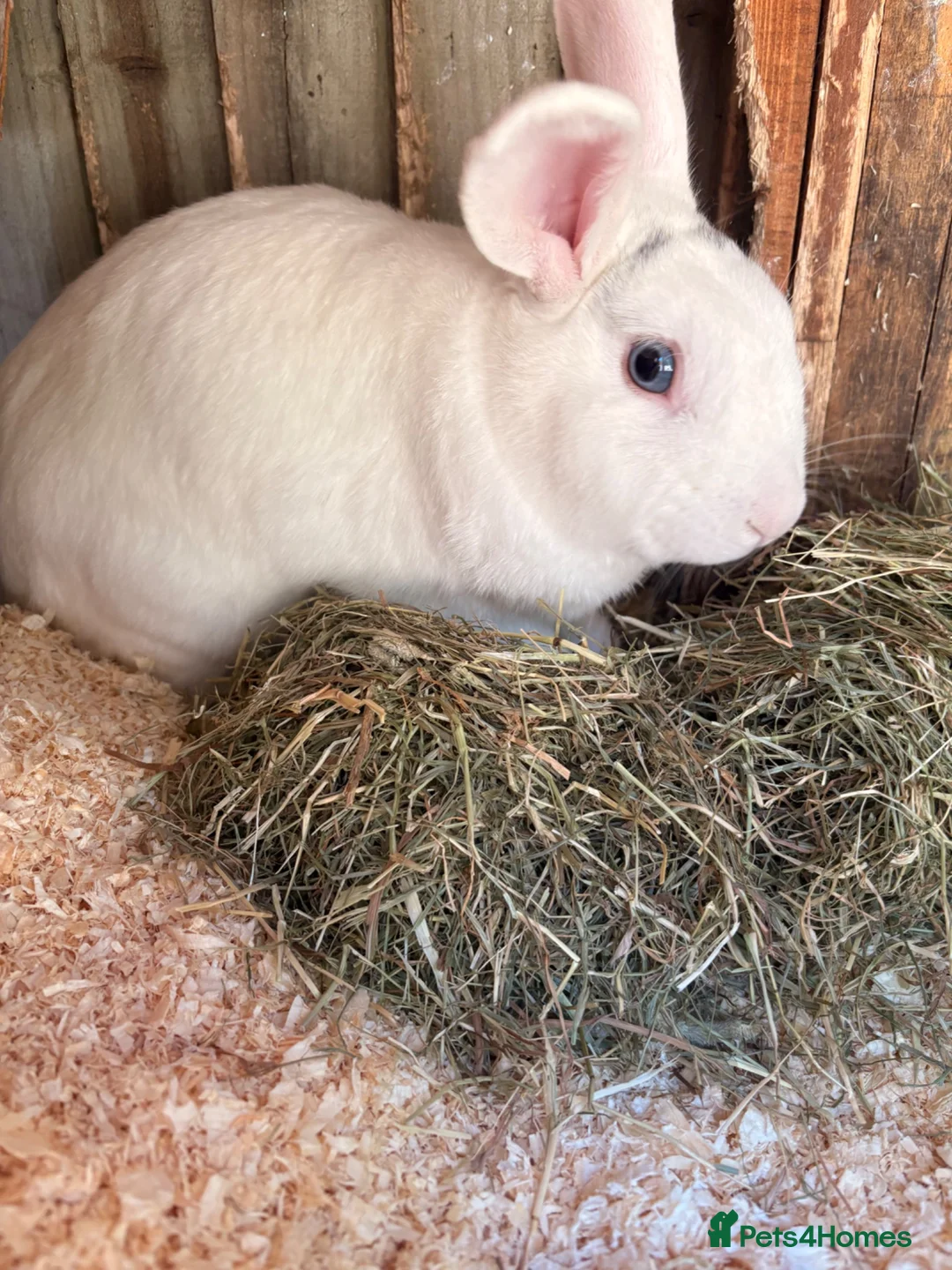 English Lop rabbits for sale: Male white British lop 1 year old.  - Advert 2