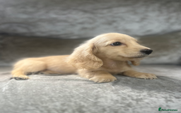 Dachshund dogs for sale: cream KC long haired miniature dachshunds for sale - Image 19