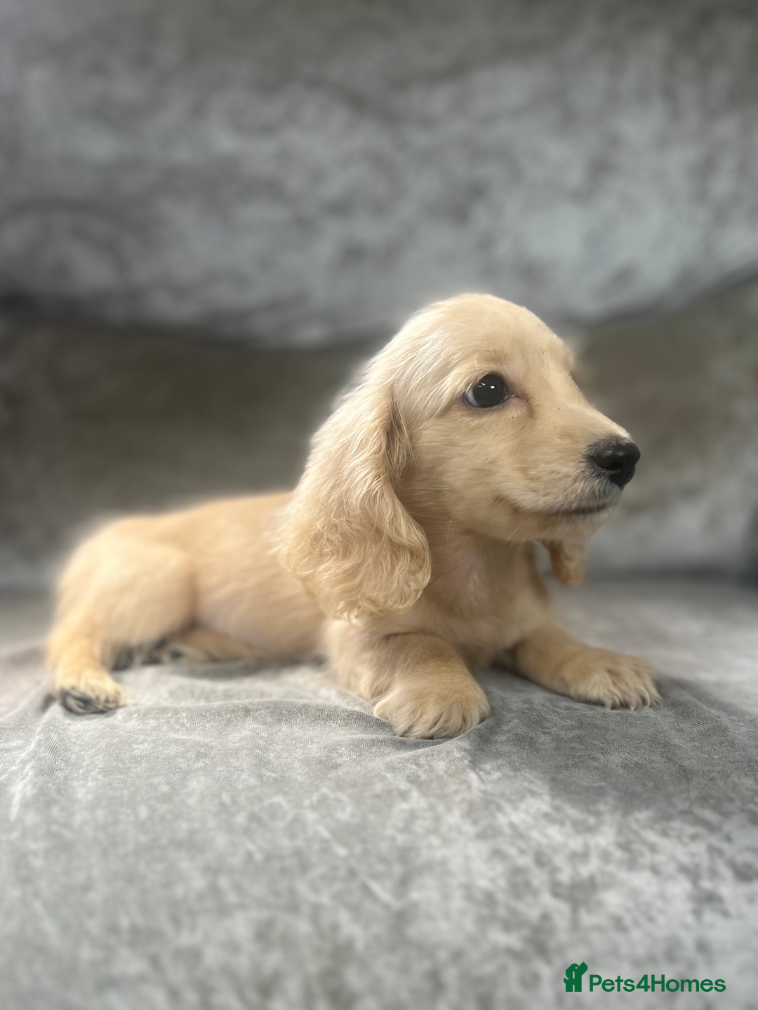 Dachshund dogs for sale: cream KC long haired miniature dachshunds for sale - Image 19