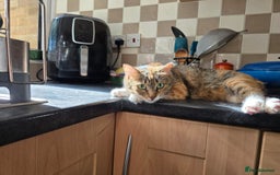 Mixed Breed cats for adoption: Hiyori & Ollie - beautiful pair - Image 2