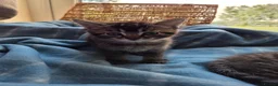 Mixed Breed cats for sale: Beautiful kittens looking for their forever homes  - Advert 17