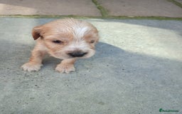 Cocker Spaniel dogs for sale: KC reg show cocker spaniel puppies  - Image 10