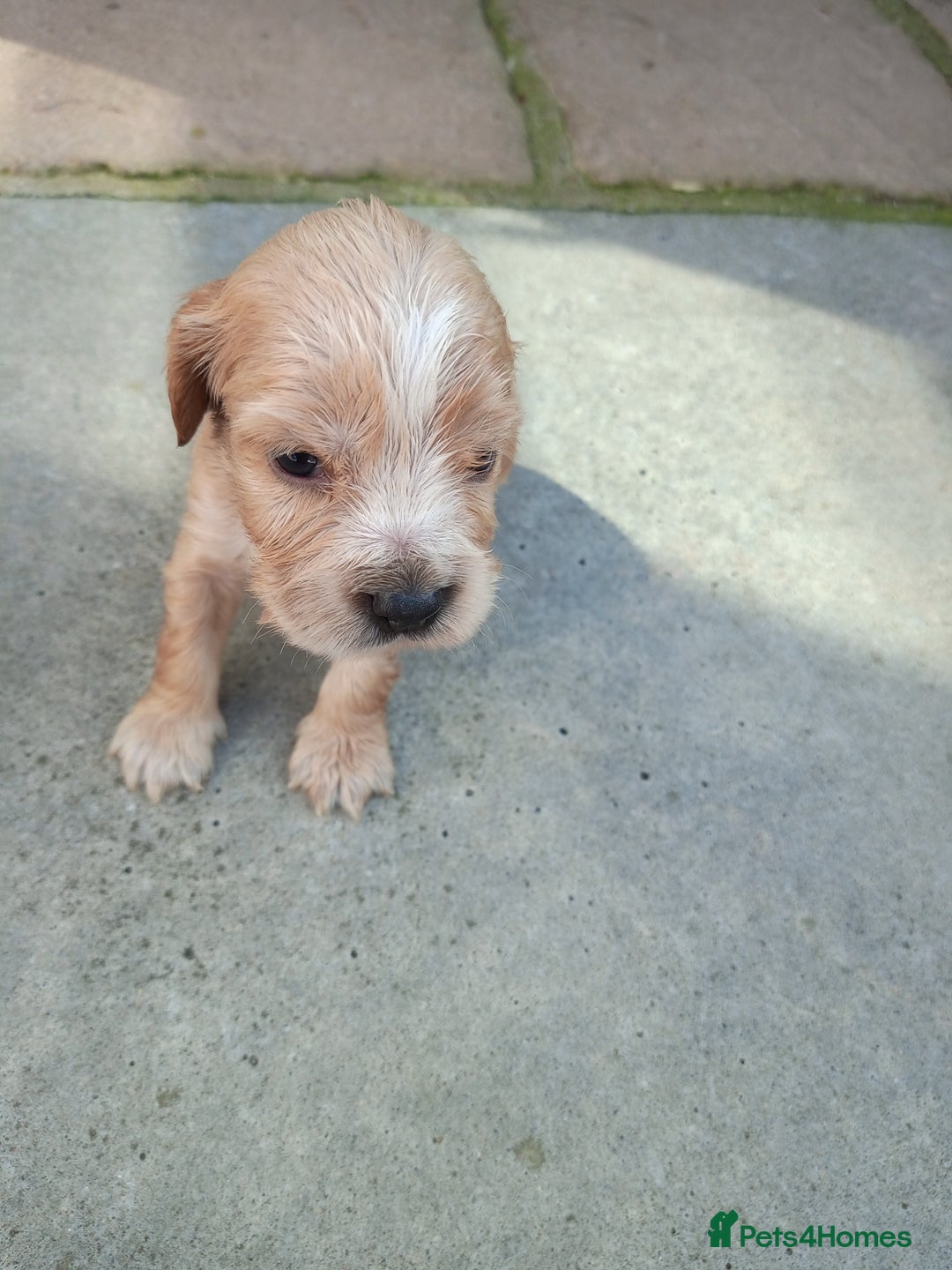 Cocker Spaniel dogs for sale: KC reg show cocker spaniel puppies  - Image 10
