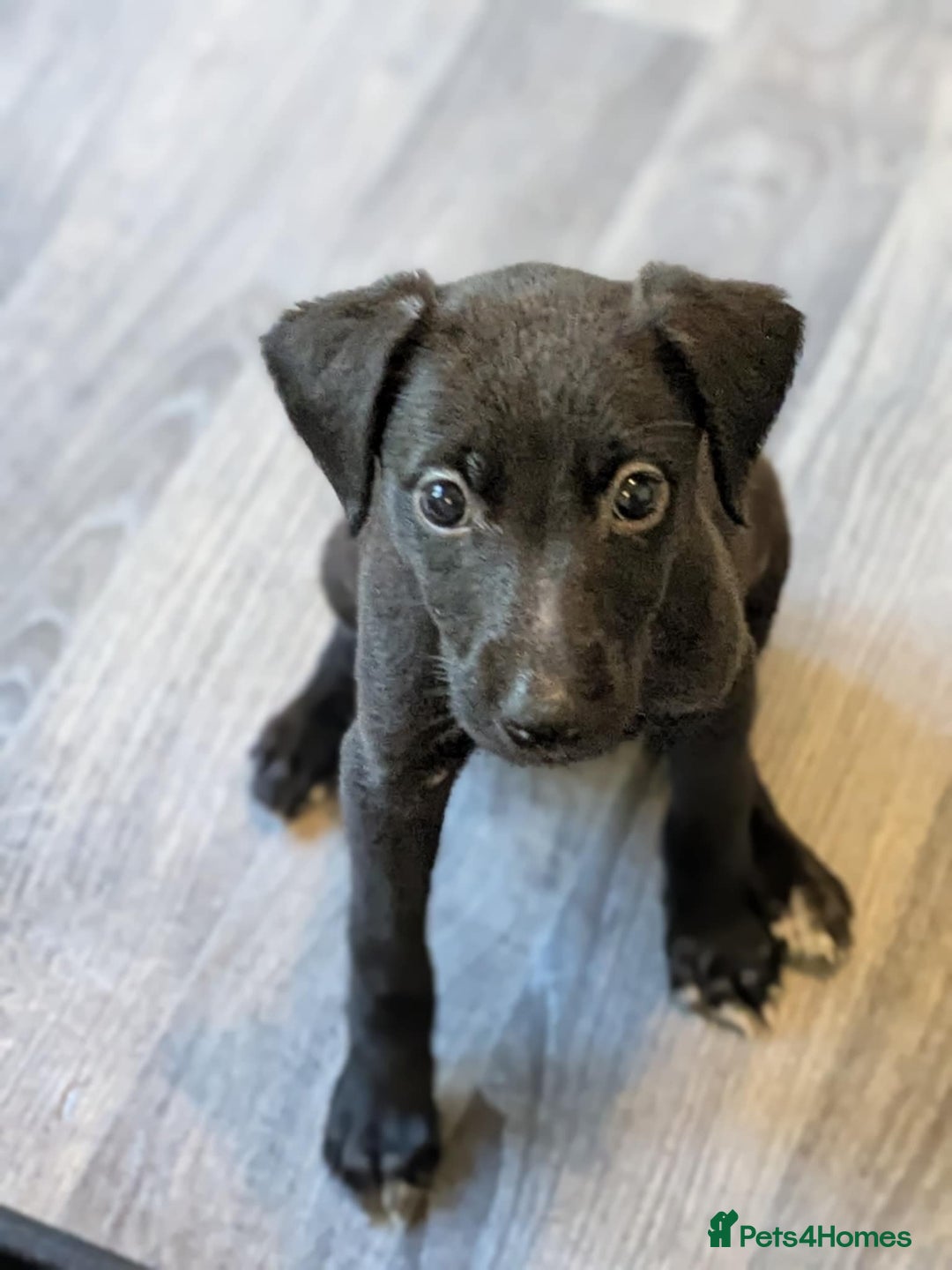 Lurcher dogs for sale: Lurcher pups ready to go to there forever home - Image 17