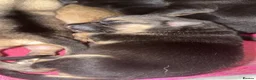 German Shepherd dogs for sale: German shepherd puppies in Sheffield - Advert 20