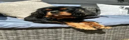 Cavapoo dogs for sale: Beautiful Toy Cavapoo Babies in Birmingham - Advert 1