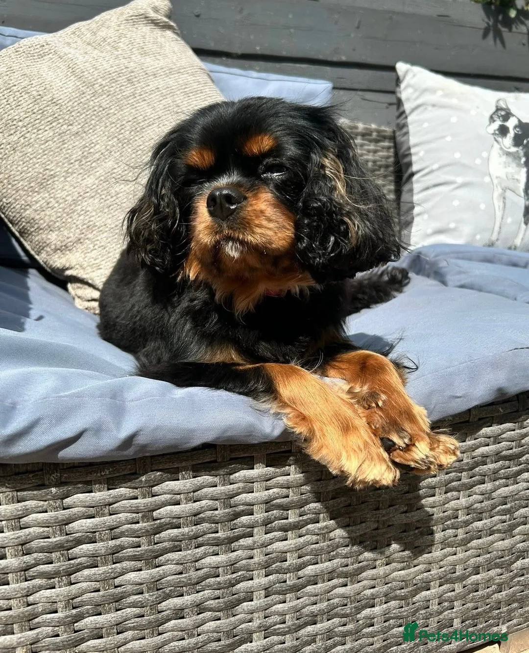 Cavapoo dogs for sale: Beautiful Toy Cavapoo Babies in Birmingham - Advert 1